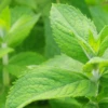 Mojito Mint (Mentha Villosa) -Plant related-Sow Exotic MojitoMintMenthavillosaPlantsforSale SowExotic.com