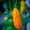 Bitter Melon, Chinese (Momordica Charantia) -Plant related-Sow Exotic Momordica charantia in garden