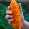 Bitter Melon, Indian (Momordica Charantia) -Plant related-Sow Exotic Momordica charantia indian bitter melon