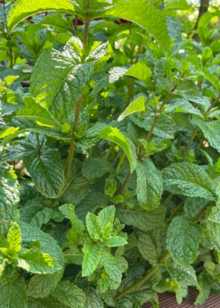 Moroccan Mint (Mentha Spicata) -Plant related-Sow Exotic MoraccanMintPlantsforSale SowExotic.com