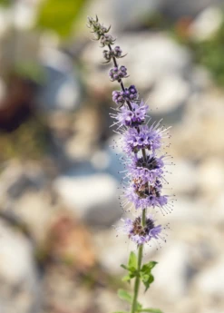 Moroccan Mint (Mentha Spicata) -Plant related-Sow Exotic MoraccanMintPlantsforSale SowExotic.com 1