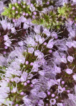 Moroccan Mint (Mentha Spicata) -Plant related-Sow Exotic MoraccanMintPlantsforSale SowExotic.com 2