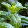 Moroccan Mint (Mentha Spicata) -Plant related-Sow Exotic MoraccanMintPlantsforSale SowExotic.com 4