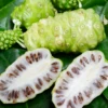Noni (Morinda Citrifolia) -Plant related-Sow Exotic Morindacitrifolianonifruittreeforsalesowexotic