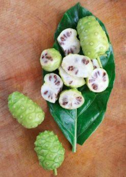 Noni (Morinda Citrifolia) -Plant related-Sow Exotic Morindacitrifolianonifruittreeforsalesowexotic 1