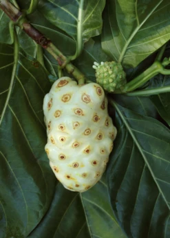 Noni (Morinda Citrifolia) -Plant related-Sow Exotic Morindacitrifolianonifruittreeforsalesowexotic 2