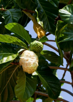 Noni (Morinda Citrifolia) -Plant related-Sow Exotic Morindacitrifolianonifruittreeforsalesowexotic 4