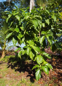 Noni (Morinda Citrifolia) -Plant related-Sow Exotic Morindacitrifolianonifruittreeforsalesowexotic 5