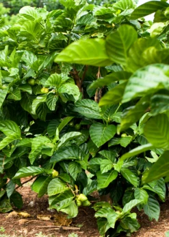 Noni (Morinda Citrifolia) -Plant related-Sow Exotic Morindacitrifolianonifruittreeforsalesowexotic 7