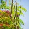 Moringa (Moringa Oleifera) 2 Moringa (Moringa Oleifera) -Plant related-Sow Exotic Moringa Oleifera plant for sale