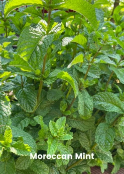 Mint Bundle: Vietnamese Mint, Moroccan Mint & Mojito Mint -Plant related-Sow Exotic MoroccanMintPlantsforSale SowExotic.com 16