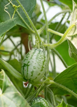 Mouse Melon (Melothria Scabra) -Plant related-Sow Exotic MouseMelonplantforsale Melothriascabra SowExotic.com 1