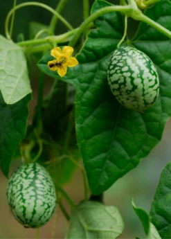 Mouse Melon (Melothria Scabra) -Plant related-Sow Exotic MouseMelonplantforsale Melothriascabra SowExotic.com 2