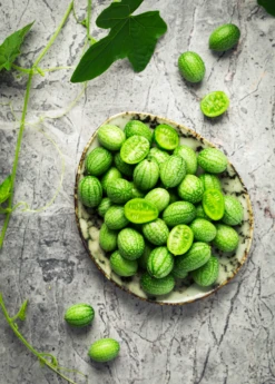 Mouse Melon (Melothria Scabra) -Plant related-Sow Exotic MouseMelonplantforsale Melothriascabra SowExotic.com 4