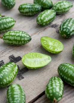 Mouse Melon (Melothria Scabra) -Plant related-Sow Exotic MouseMelonplantforsale Melothriascabra SowExotic.com 5