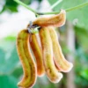 Velvet Bean (Mucuna Pruriens) -Plant related-Sow Exotic Mucuna pruriens velvet bean fuzzy bean pods