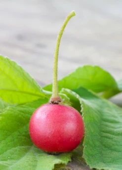 Strawberry Tree, Red (Muntingia Calabura) -Plant related-Sow Exotic Muntingia calabura strawberry tree fruit closeup