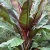 Banana 'Siam Ruby' (Musa Acuminata) -Plant related-Sow Exotic Musa Siamruby Banana