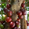 Jabuticaba, Red (Myrciaria Plinia Cauliflora X Aureana) -Plant related-Sow Exotic MyrciariaPliniacaulifloraxaureanaredjabuticaba