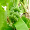 Banana 'Dwarf Nam Wah' (Musa Acuminata) -Plant related-Sow Exotic Namwa Banana fruit tree
