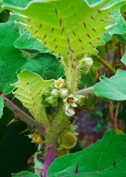 Lulo, Naranjilla (Solanum Quitoense) -Plant related-Sow Exotic Naranjilla Solanum quitoense