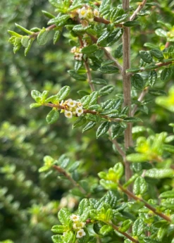 Moujean Tea, Bahama Berry (Nashia Inaguensis) -Plant related-Sow Exotic Nashiainaguensissowexoticliveplantmoujeantea