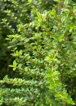 Moujean Tea, Bahama Berry (Nashia Inaguensis) -Plant related-Sow Exotic Nashiainaguensissowexoticliveplantmoujeantea 1