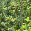 Moujean Tea, Bahama Berry (Nashia Inaguensis) -Plant related-Sow Exotic Nashiainaguensissowexoticliveplantmoujeantea 2
