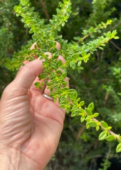 Moujean Tea, Bahama Berry (Nashia Inaguensis) -Plant related-Sow Exotic Nashiainaguensissowexoticliveplantmoujeantea 4