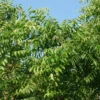 Neem Tree (Azadirachta Indica) -Plant related-Sow Exotic Neem Sow Exotic Plant Nursery 1