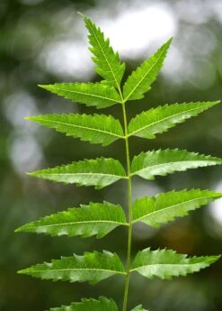 Neem Tree (Azadirachta Indica) -Plant related-Sow Exotic Neem leaf Azadirachta indica