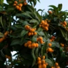 Loquat 'Italy' (Eriobotrya Japonica) -Plant related-Sow Exotic NespoloItalianLoquat 3
