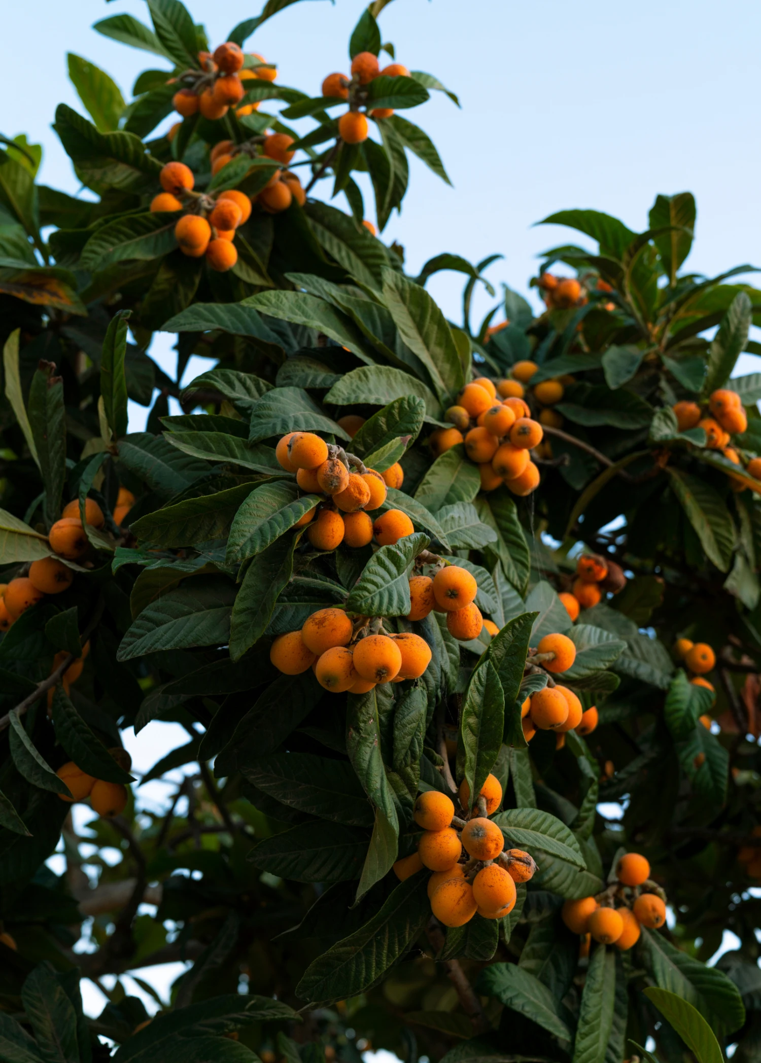 Loquat 'Italy' (Eriobotrya Japonica) 3 Loquat 'Italy' (Eriobotrya Japonica)