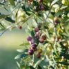 Olive 'Arbequina' (Olea Europea) -Plant related-Sow Exotic Olive Arbequina Oleaeuropea liveplantforsalesowexotic