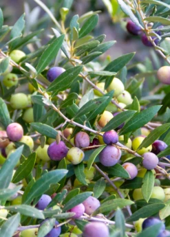 Olive 'Arbequina' (Olea Europea) -Plant related-Sow Exotic Olive Arbequina Oleaeuropea liveplantforsalesowexotic 1