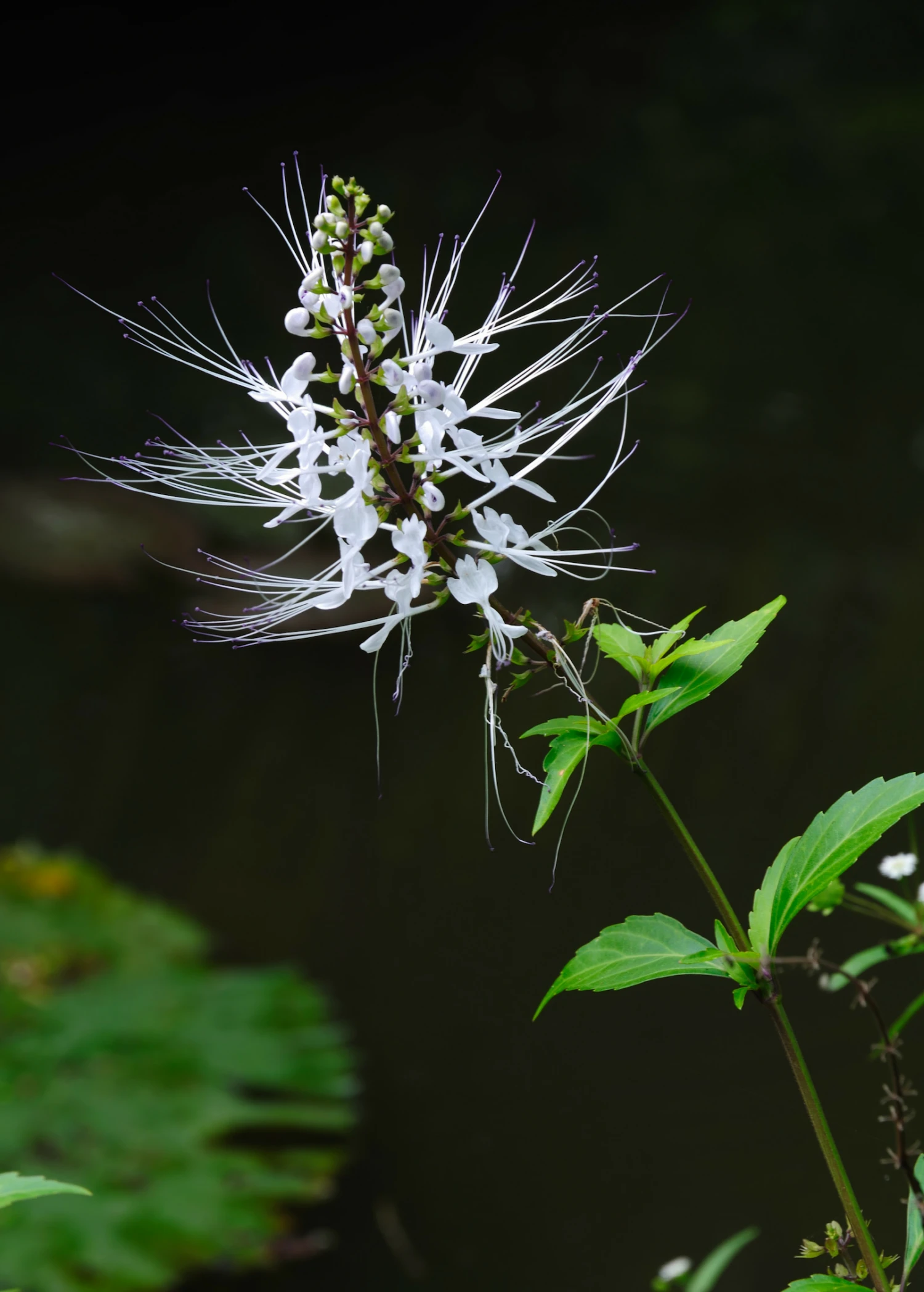 Java Tea (Orthosiphon Stamineus) 4 Java Tea (Orthosiphon Stamineus) - Image 2