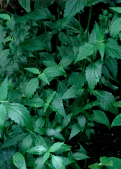 Java Tea (Orthosiphon Stamineus) 7 Java Tea (Orthosiphon Stamineus) -Plant related-Sow Exotic Orthosiphon stamineus java tea medicinal herb 3