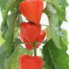 Japanese Lanterns (Physalis Alkekengi) -Plant related-Sow Exotic Physalisalkekengijapanesechineselanternsowexoticplantforsale