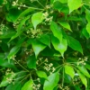 Camphor (Cinnamomum Camphora) -Plant related-Sow Exotic Physalisalkekengijapanesechineselanternsowexoticplantforsale 2