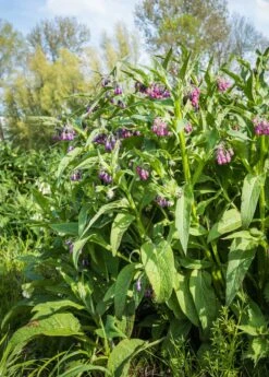 Comfrey (Symphytum Uplandicum) -Plant related-Sow Exotic Pink And Purple Blooming Common Comfrey Plants From Close