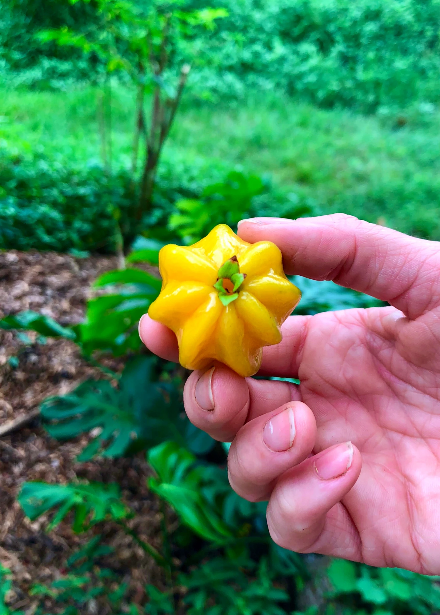 Pitangatuba (Eugenia Neonitida) - Image 3