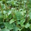 Sweet Plantain Herb, Broadleaf (Plantago Major) -Plant related-Sow Exotic Plantago major plants