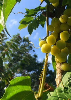 Amla, Indian Gooseberry (Phyllanthus Emblica) -Plant related-Sow Exotic Product Photo Size Template 1610px X 2250px
