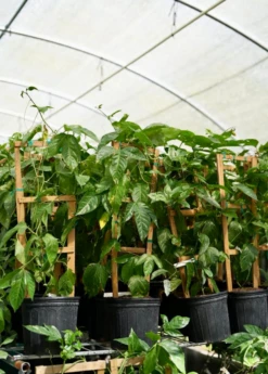 Passion Fruit Vine ‘Purple Possum’ (Passiflora Edulis) 9 Passion Fruit Vine ‘Purple Possum’ (Passiflora Edulis) -Plant related-Sow Exotic Purplepassionfruit