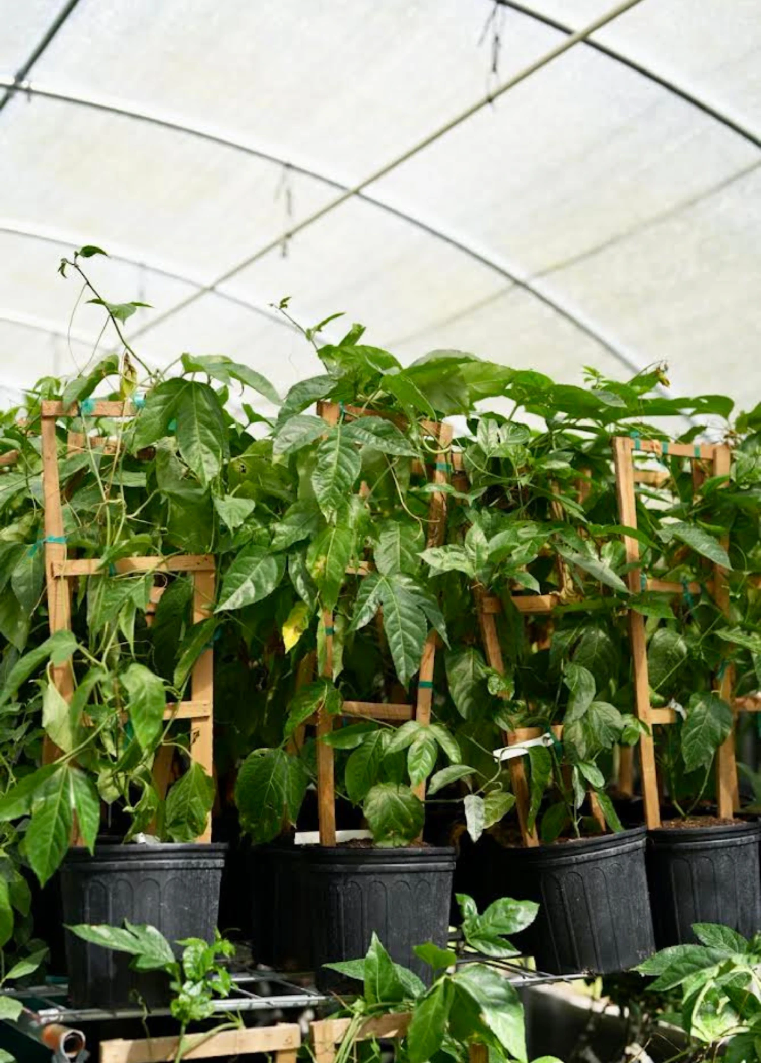 Passion Fruit Vine ‘Purple Possum’ (Passiflora Edulis) 6 Passion Fruit Vine ‘Purple Possum’ (Passiflora Edulis) - Image 4