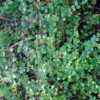 Quail Berry (Crossopetalum Ilicifolium) -Plant related-Sow Exotic QuailBerry
