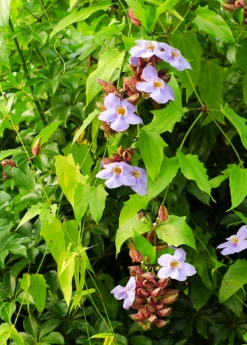 Rang Jued (Thunbergia Laurifolia) -Plant related-Sow Exotic Rang Jued plant for sale flowers on the vine