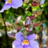 Rang Jued (Thunbergia Laurifolia) -Plant related-Sow Exotic Rang Jued sow exotic