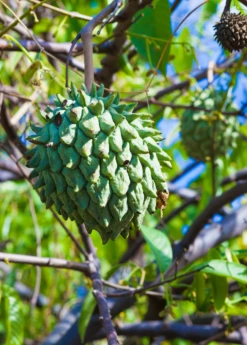 Rollinia (Rollinia Deliciosa) -Plant related-Sow Exotic Rollinia deliciosa Live Plant For Sale Sow Exotic Nursery Live Plants Tropical Fruit Trees Medicinal Herbs Rare Plants Food Forest Tour 1