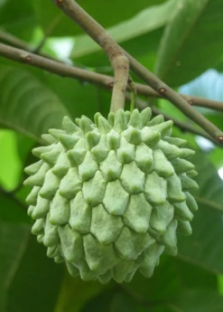 Rollinia (Rollinia Deliciosa) -Plant related-Sow Exotic Rollinia deliciosa Live Plant For Sale Sow Exotic Nursery Live Plants Tropical Fruit Trees Medicinal Herbs Rare Plants Food Forest Tour 3